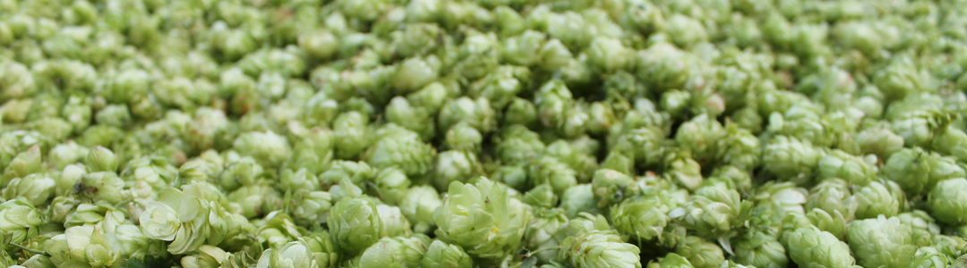 hop_achtergrond
